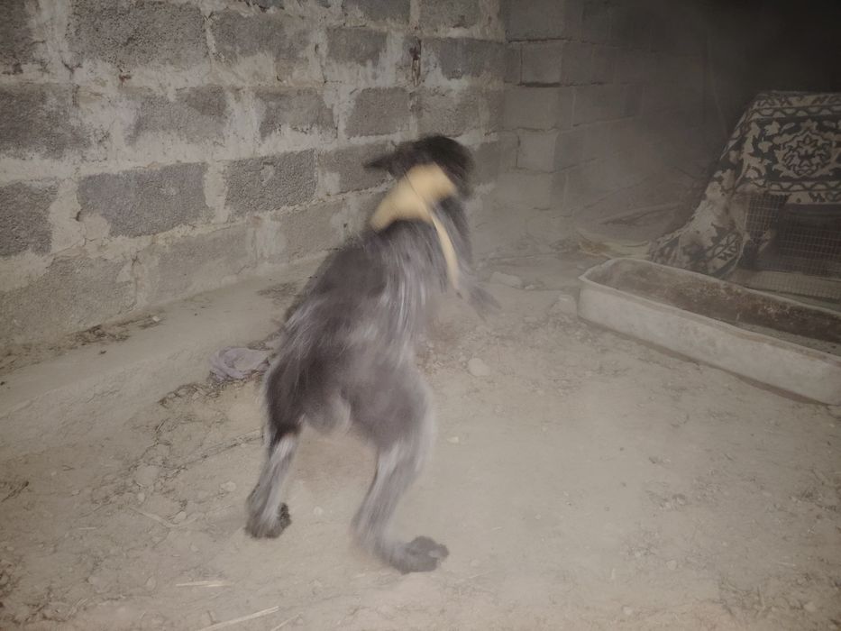 Курцхаар собака мальчик