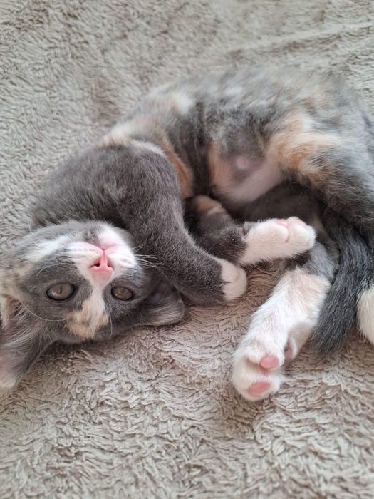 Котенок бесплатно