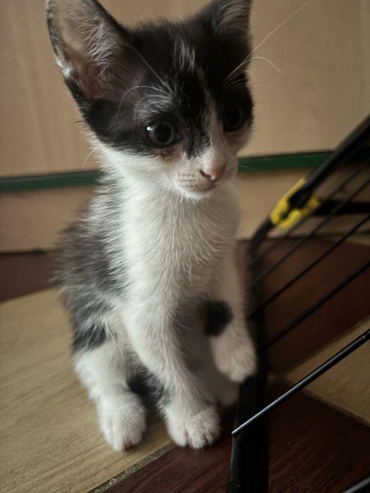 котенок котята в добрые руки