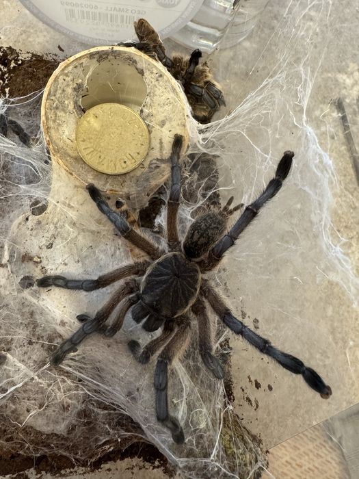 Tarantula Harpactira pulchripes