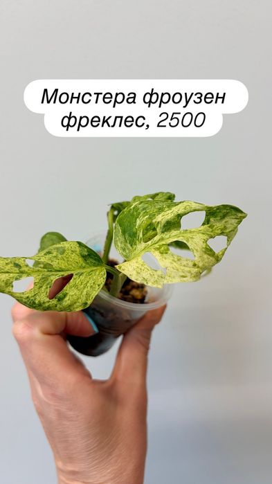 Монстеры мелколистные, Тайка