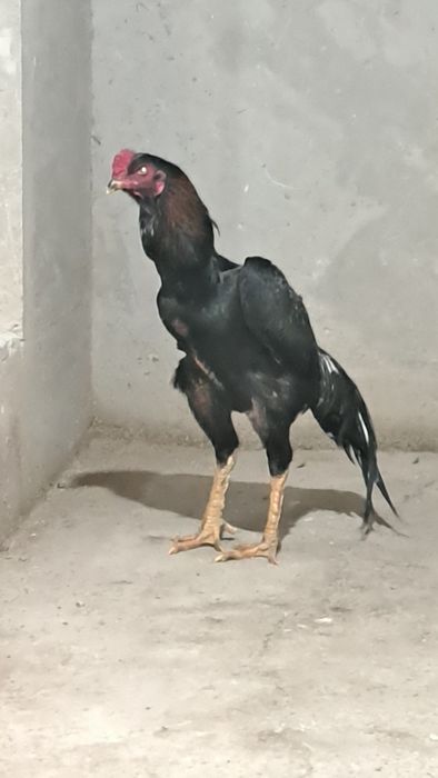 Бойцовый петух дакан