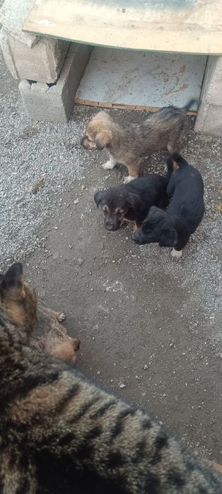 Отдадим щенят дворовой собаки