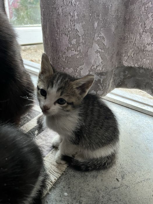 Отдам котят в хорошие руки