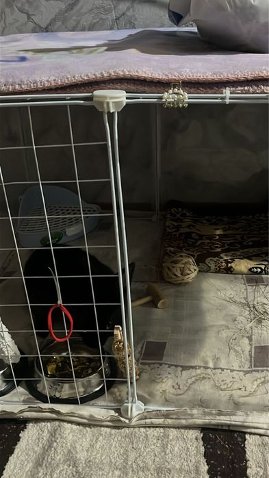 кролик черной расцветки