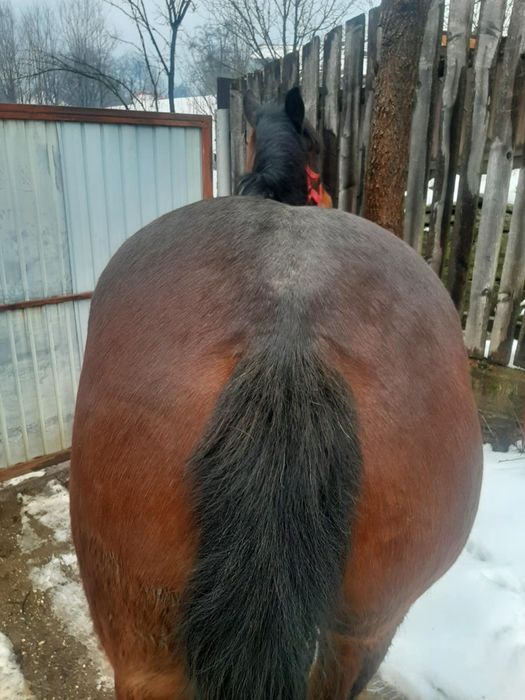 Iapă 4 ani și mânza 5 luni