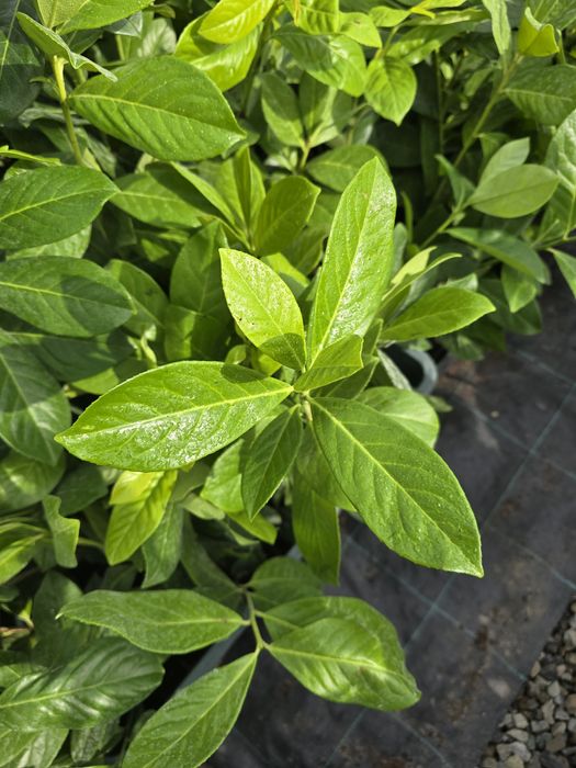 Laur Englezesc 30cm Novita