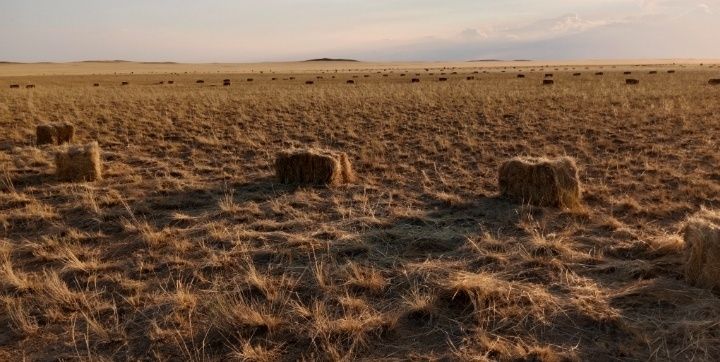 Продается сено свежого укоса