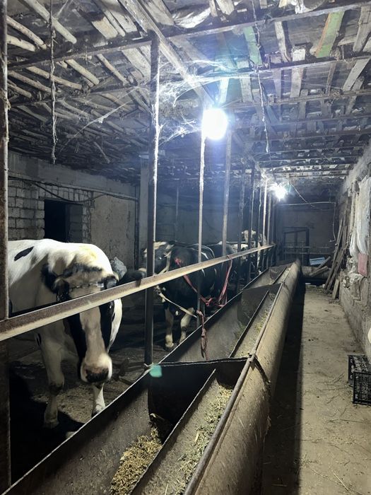 Qurbon xayit ga  ehson qilaman digan okala uchun