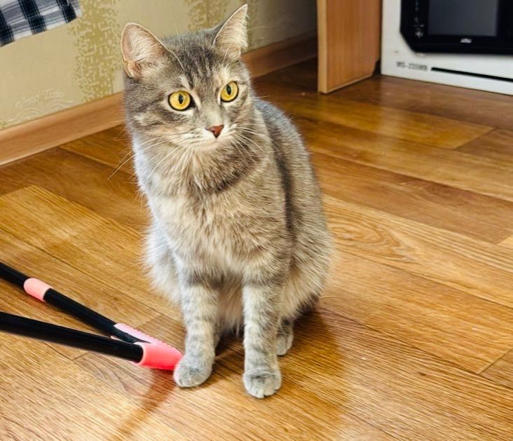 Кошка домашняя чистая