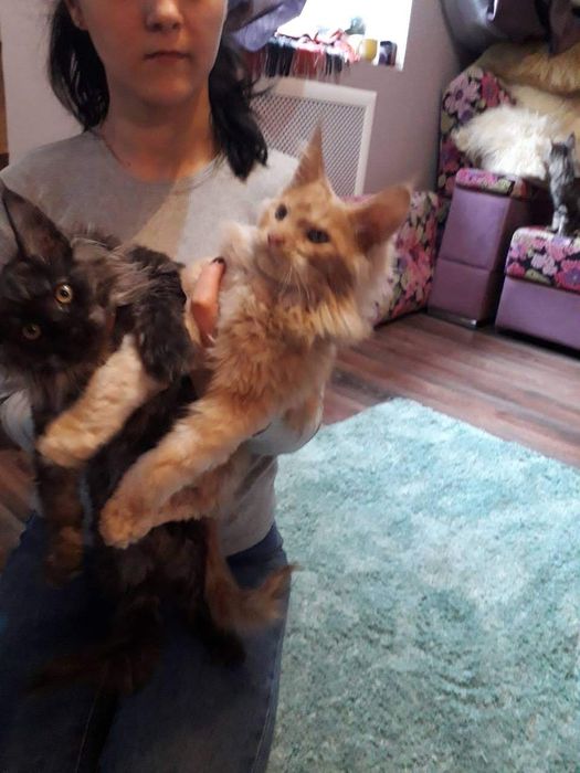 Котята мейнкун продаю