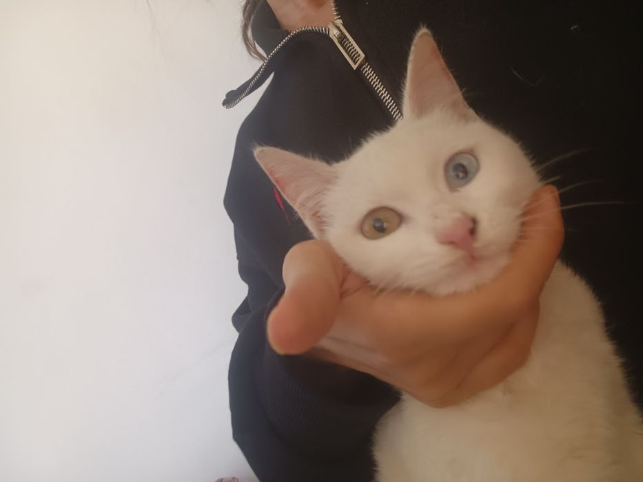 Кошка, девочка очень красивая