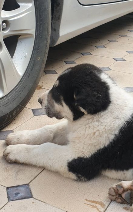 Төбет күшік сатылады тяж