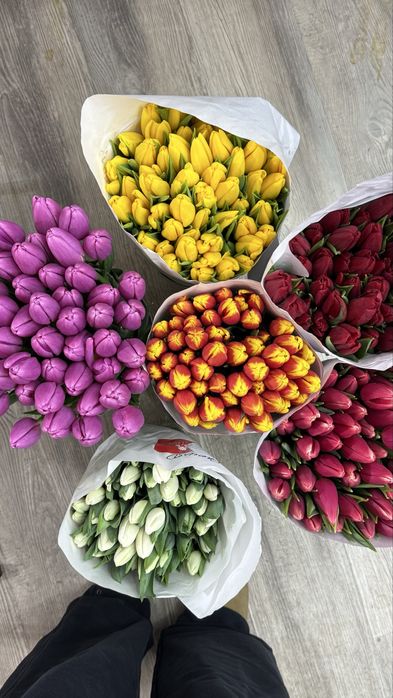 Тюльпаны высококачественные