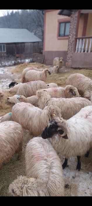 Vand oi cu miei , detalii la telefon