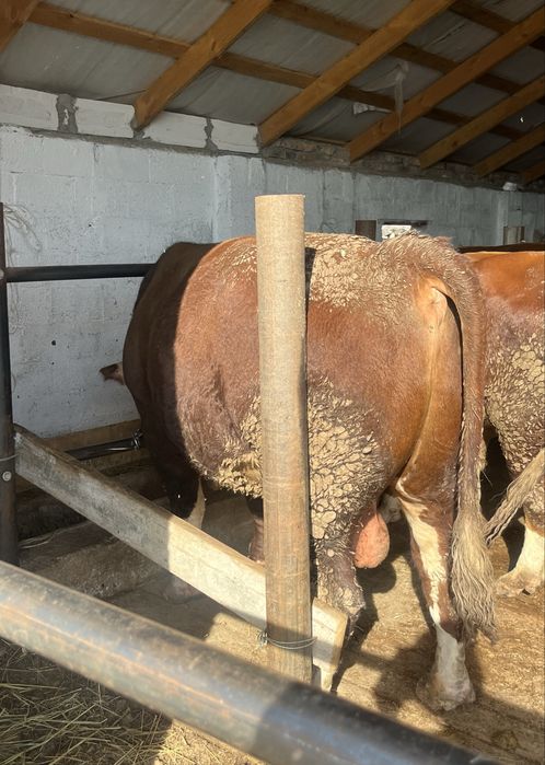 Согым-Натуральный!