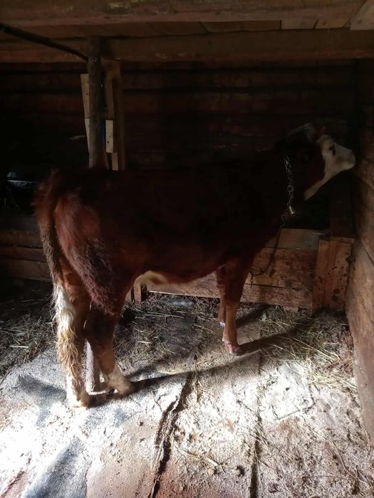 Vand junincă balțată