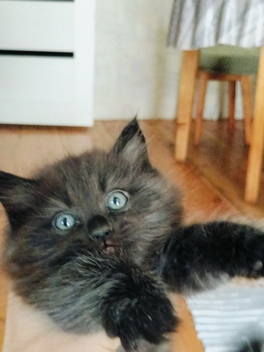 Очаровательная кошечка