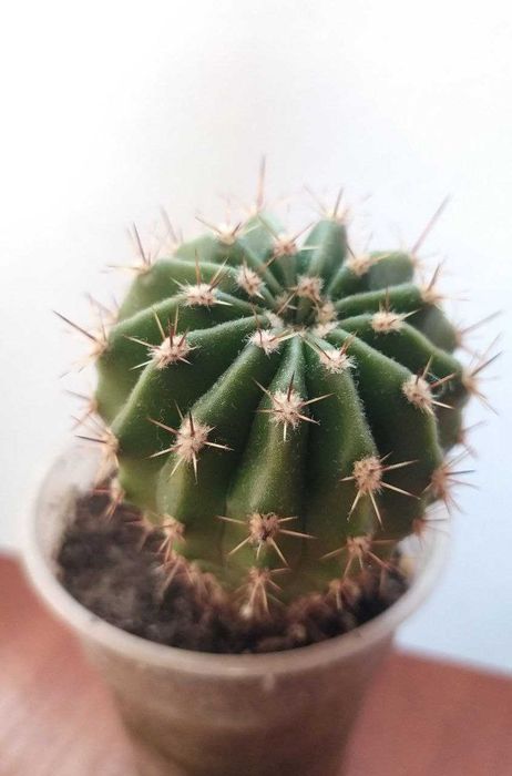 Кактусы для дома и офиса