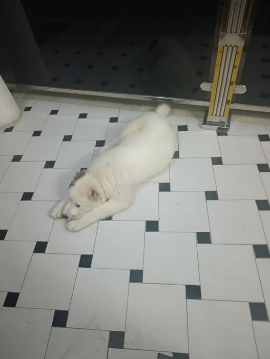 Кучук туркмен алабайи