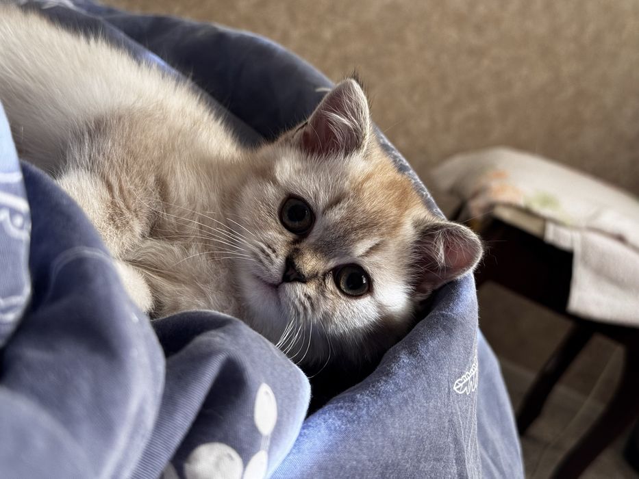 Продаётся кошка Scottish straight