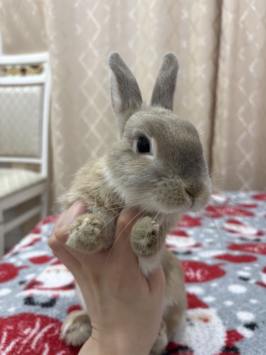 Кролик декоративный