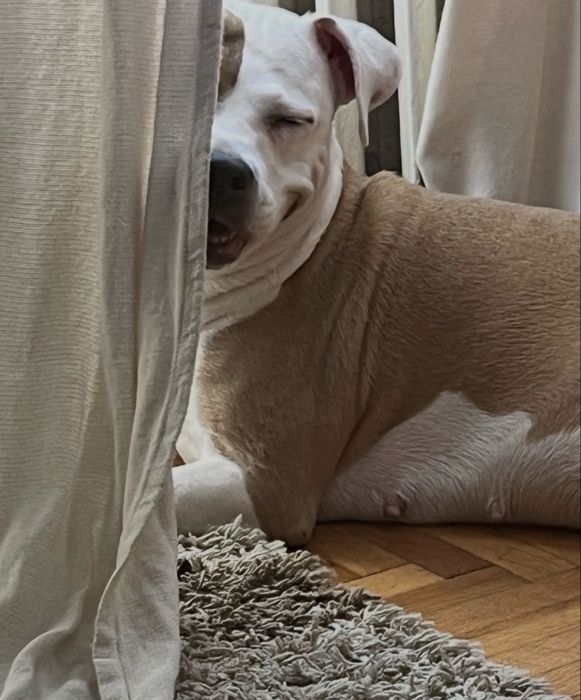Cautam stapani amstaff