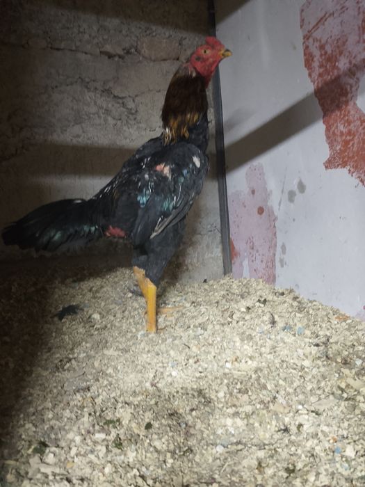 Продам майского петушка