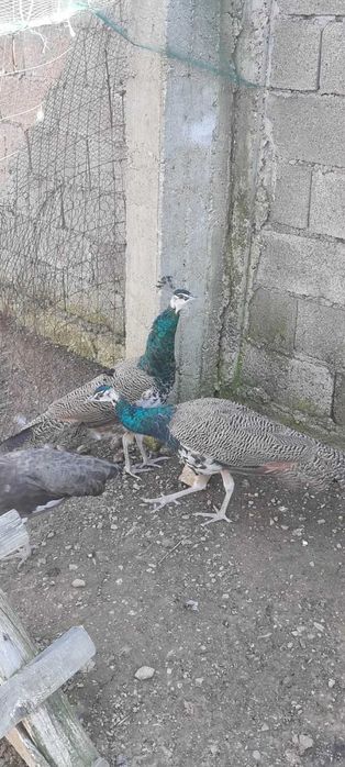 Мъжки индийски пауни на 7 месеца