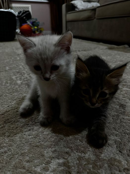 Отдам котят в хорошие руки