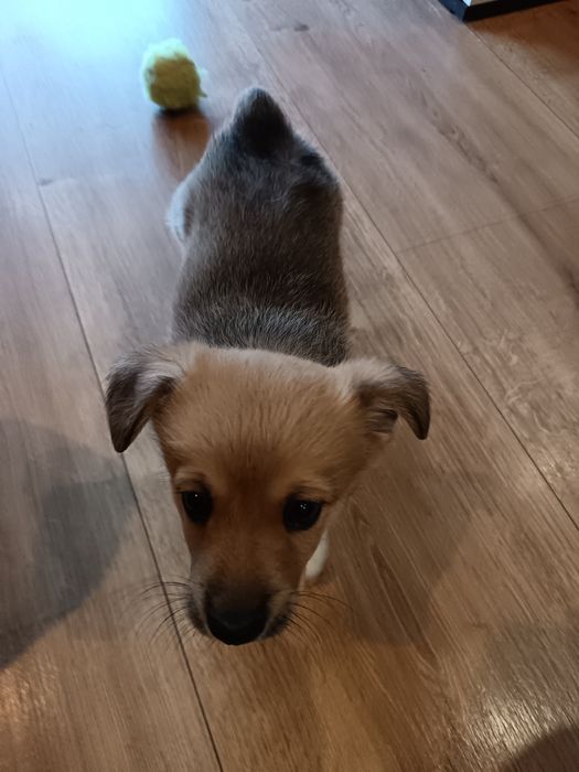 Корги Пембург бебета