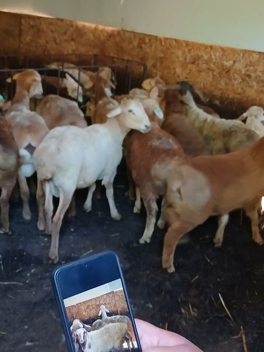 Продам  Баран в горах