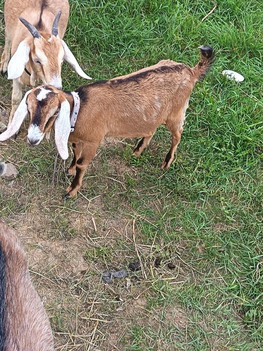 De vânzare iada boer X alpina  și țap anglonubian din anul acesta