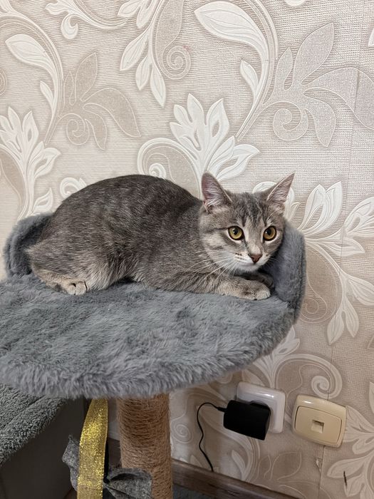 Отдам котенка даром