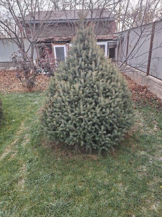 Живые елки разная цена