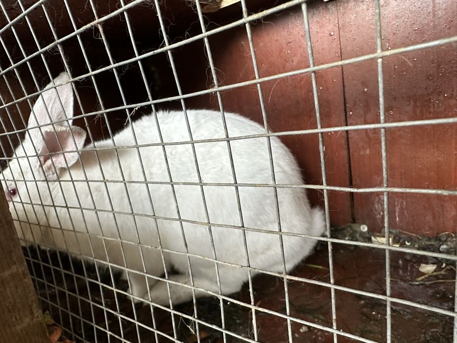 Продаются Кролики