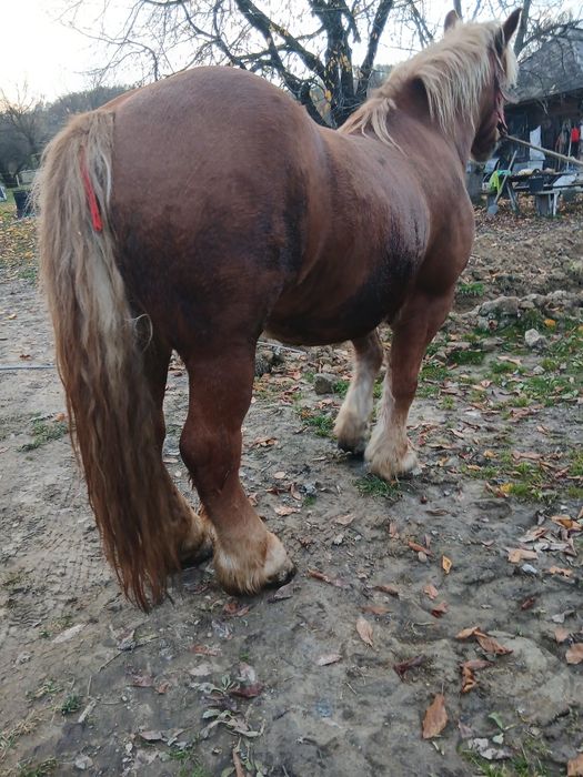 Cal de vanzare castrat