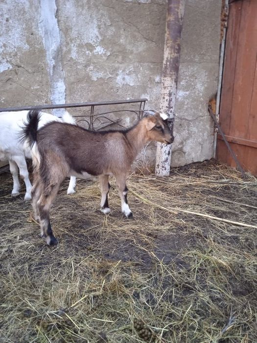 Продам козочку 2 месяца
