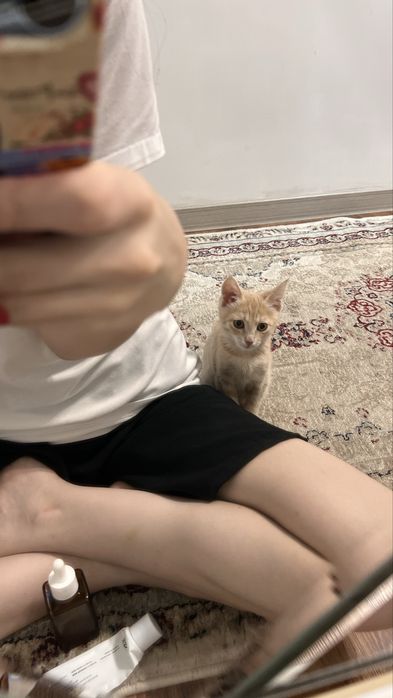 Срочно ищем дом для кошечки