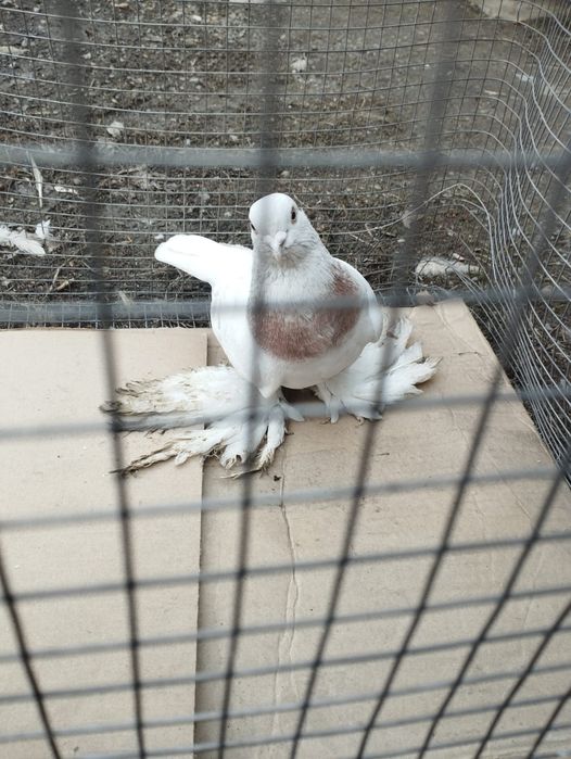 Продам самца голубя