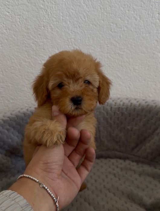 Малтипу Maltipoo Мини