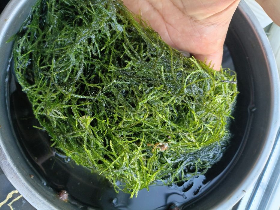 Аквариумные растения мох Бабл