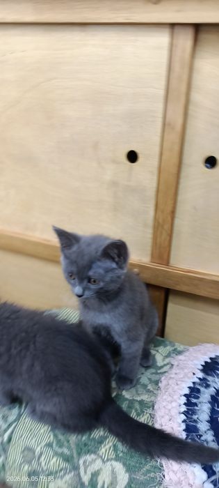Отдам Котят в хорошие руки!