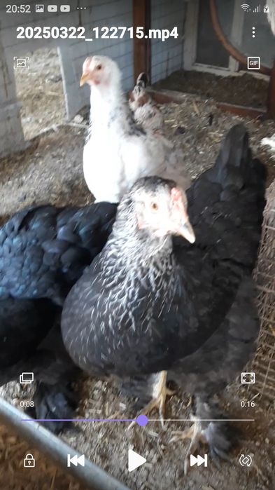 Светлый и чёрный брама жожалари бор