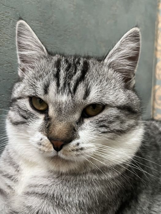 Мысык жогалд Жанаозен