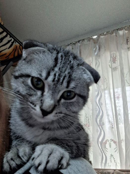 Кошка и кот  вислоухие