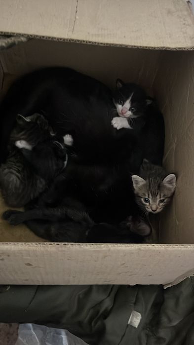 Котята девочки остались только 3 девочки