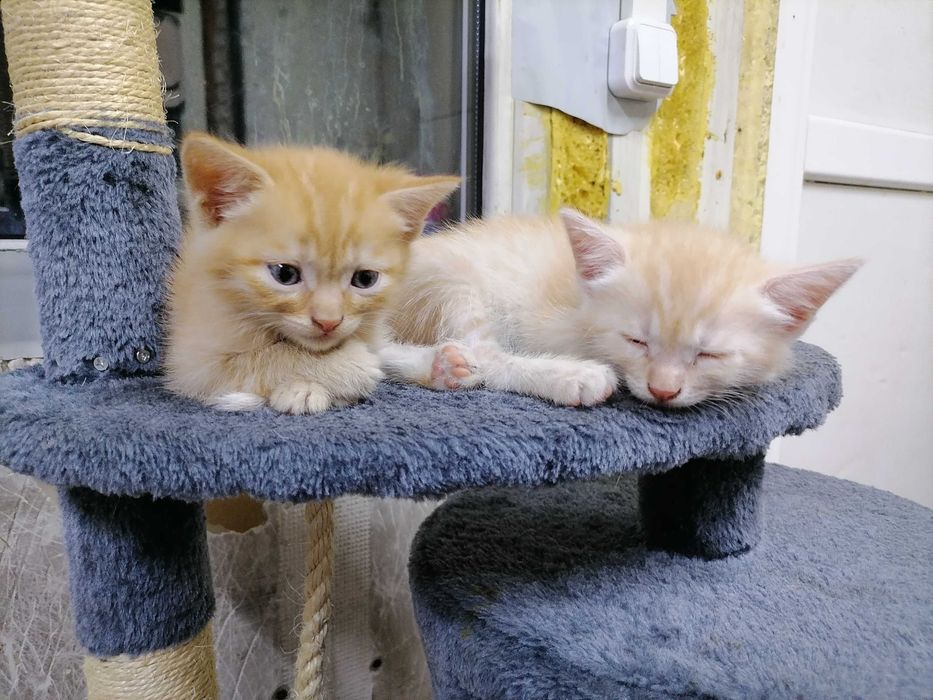 Отдам котят даром.