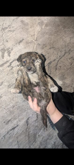 Щенки   бесплатно