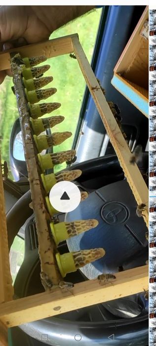 Пчелни семейства